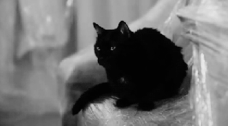 BlackCat.gif