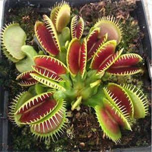 dionaea muscipula
