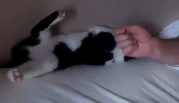 Chat gif cat lâcher prise Nanowrimo