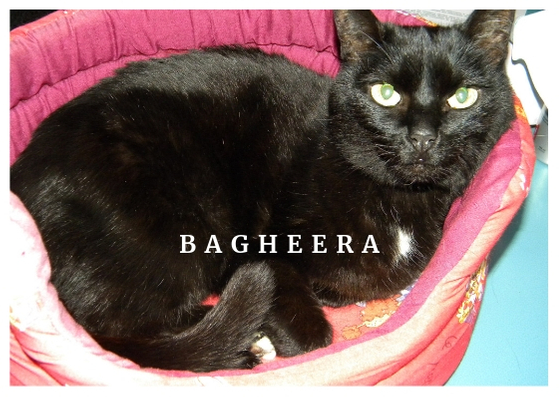 Bagheera Chris Bellabas